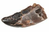 Juvenile Carcharodontosaurus Tooth #214446-1
